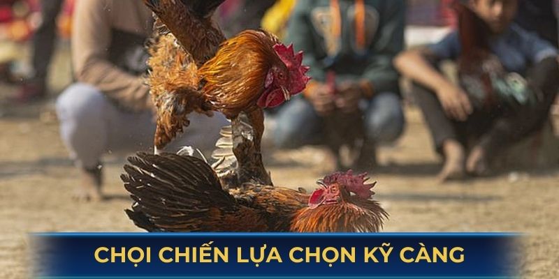 Các chọi chiến được lựa chọn kỹ càng
